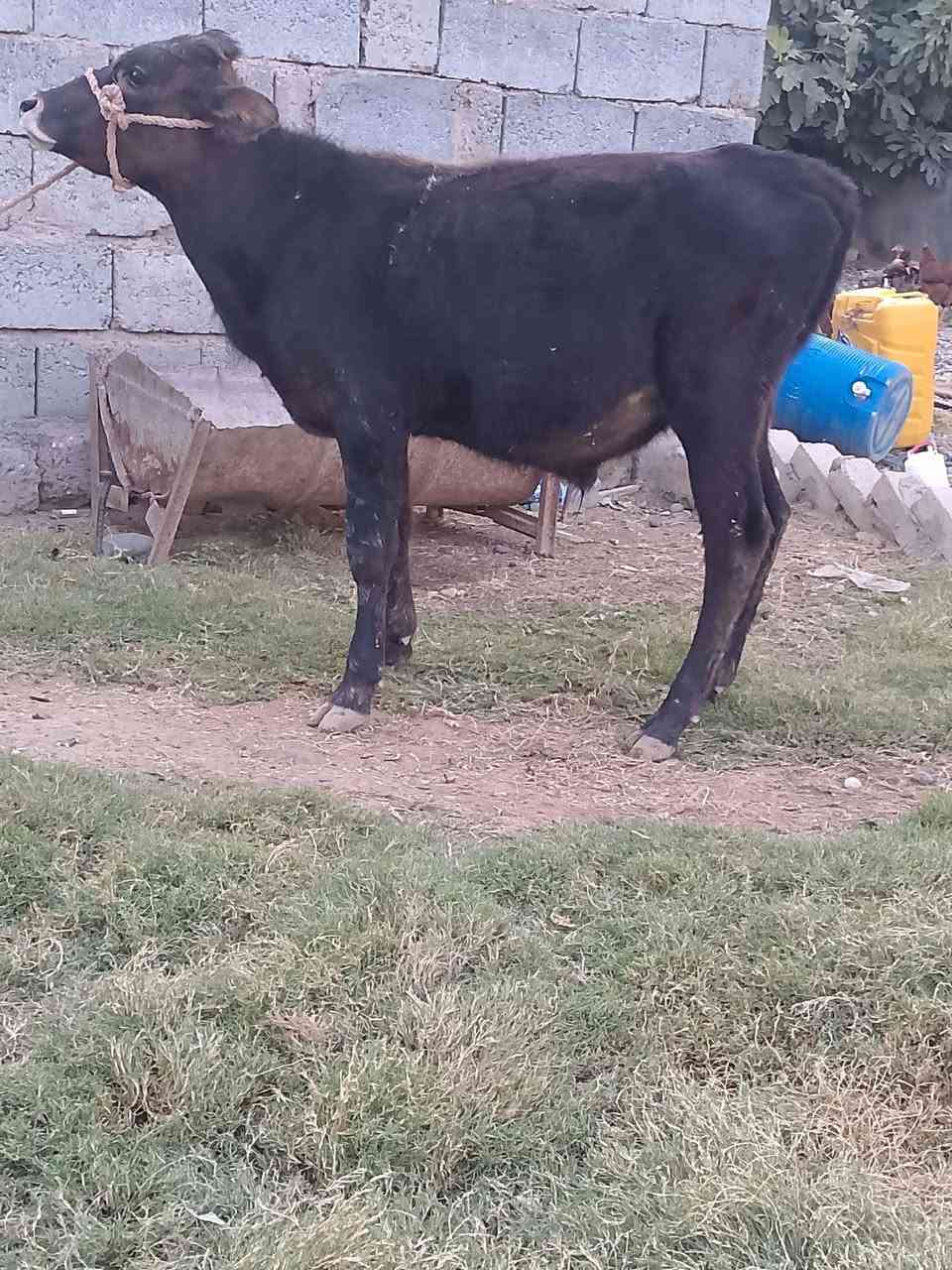 حولي • جنس اصلي • قابل آجل