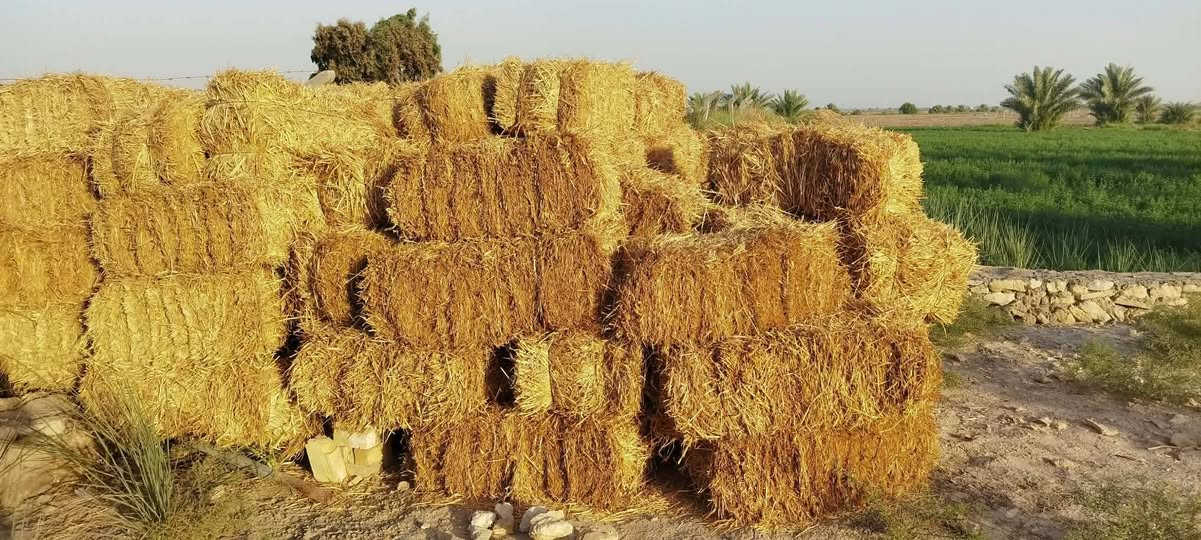 سلام عليكم تبن شعير درجه وله ***********  لبيع
