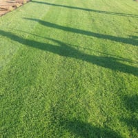 ثيل هندي • تركيب وفرش • توصيل ٢٤ساعة
