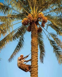 تسلق نخل • تنظيف حدائق • ديكور حدائق