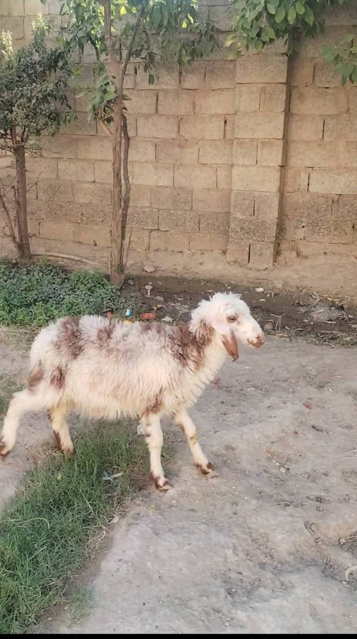 السلام عليكم بسم الله ما شاء الله
فطيمة للبيع  شرط النصاحه خير من الله السعر165

العنوان بغداد التاجي

***********  واتساب

***********  واتساب
