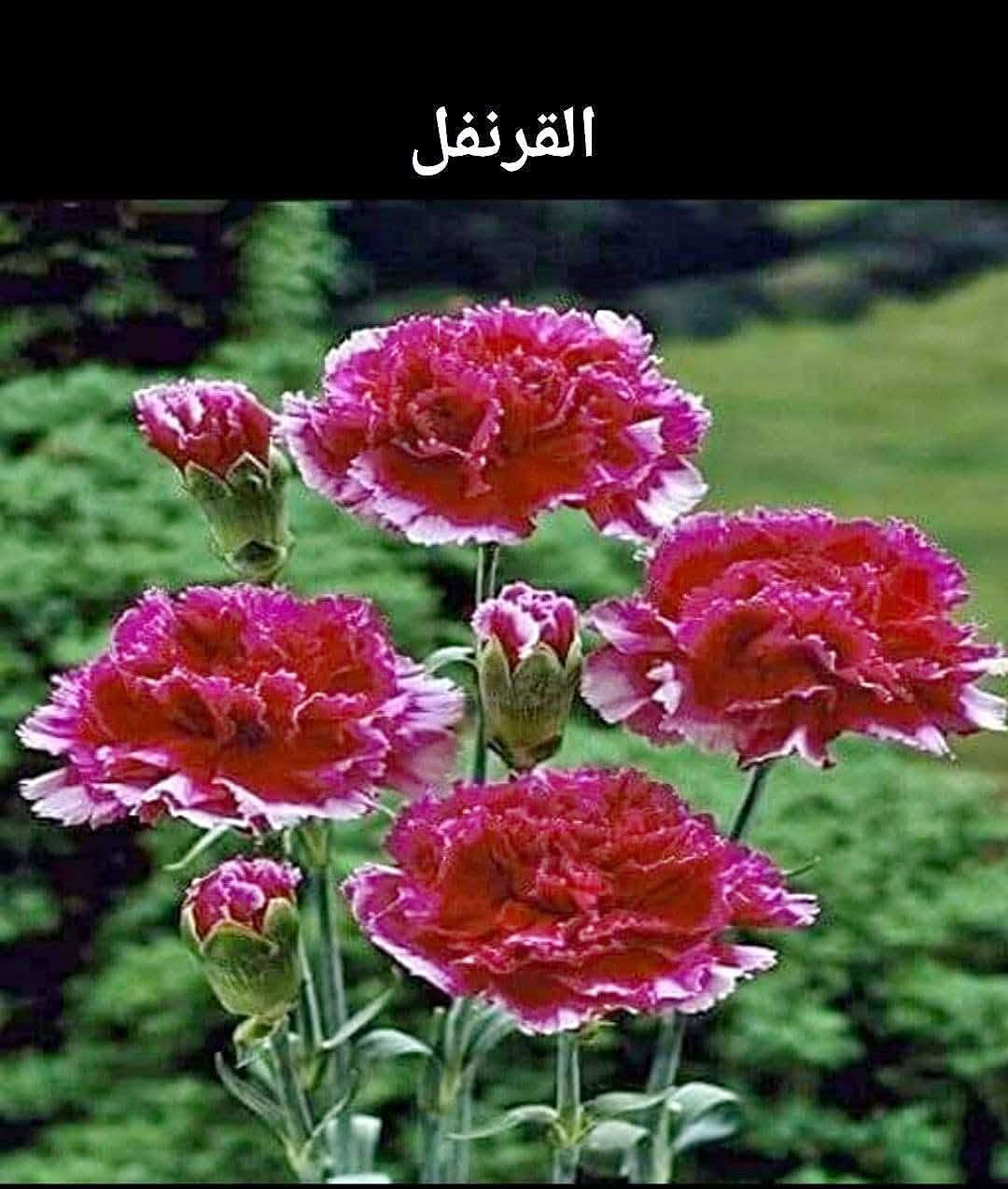 نخيل واشنطونيا • بذور مجد الصباح • ورد الكوزموبس