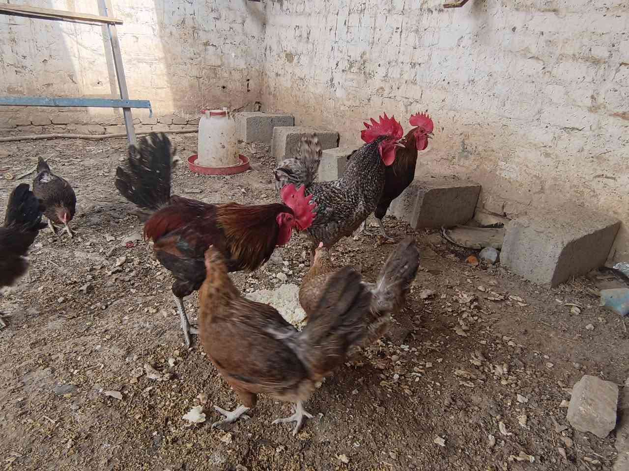 ٦ دجاجات و٤ ديوجه الكل سعر الزوج ٢٥ بدون عمله مكاني حي الموظفين ***********
