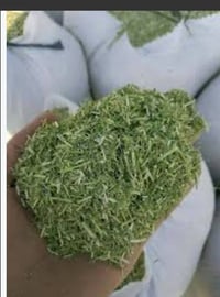تبن • ١٩٨ كونيه • بغدادي
