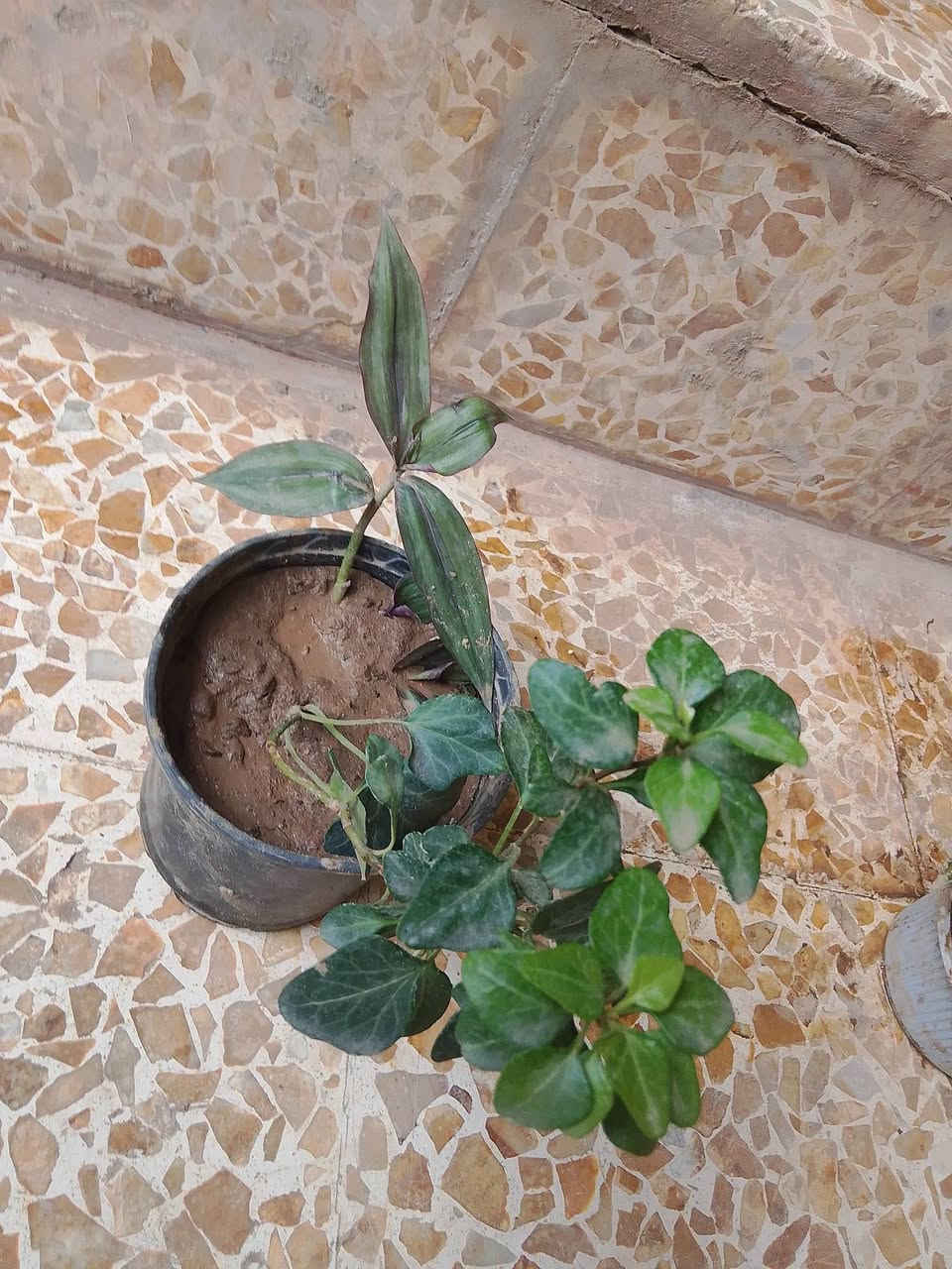 نباتات • صغيرة • ٤ قطع