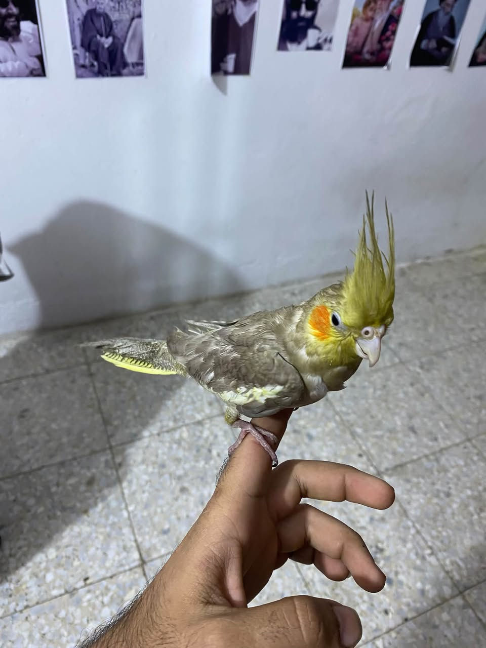 كوكتيل • أليف • مخلف