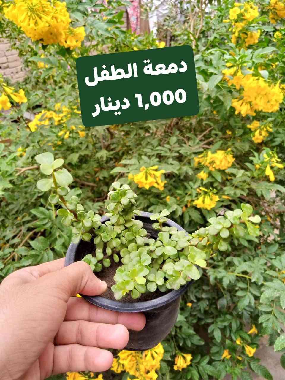 زرعات • مشتل زهور الجنة • توصيل الحسن العسكري