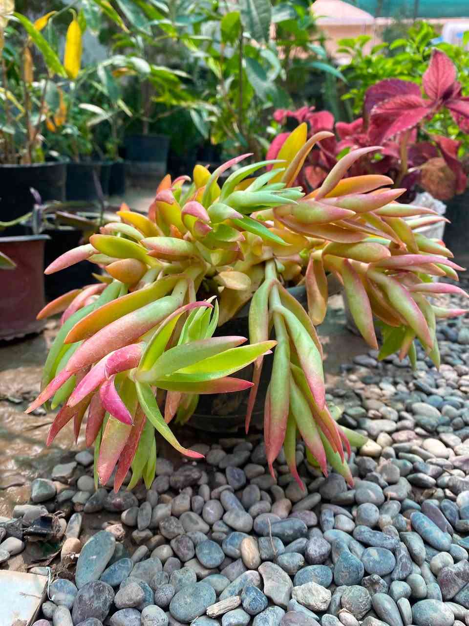 🌿💙 أهلاً وسهلاً بكم في مشتـل دوميز 💙🌿
نورتونا ونورت صفحتنا 🌱✨

🔥 اليوم وفرنالكم نبتات أكثر ومن أنواع مختلفة!
🪴 نبتات زينة ضلي/ شمسي😍🔥
وما ننسا تربة البتموس وفرناها الكم بسعر منافس🦋

🌿 أسعار مميزة ومناسبة للجميع
💙 اختاروا النوع اللي يعجبكم وخلو البيت أحلى بالنباتات 🌱

🚚 التوصيل فقط بـ 1,000 دينار للمناطق التالية:

📍 حي سومر
📍 حي دوميز
📍 حي الانتصار
📍 يارمجة
📍 حي فلسطين
📍 حي الصحة

📲 للطلب والاستفسار:

💬 واتساب: ***********
📞 اتصال: ***********

🔥 الكمية محدودة والطلب حسب التوفر 🔥

🌿💙 مشتل دوميز — نباتات أكثر، جمال أكثر، وبأسعار تناسبكم 💙🌿
