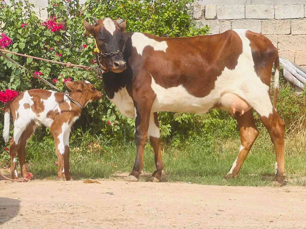 بكر أول بطن • حليب خير • ناحية الزاب
