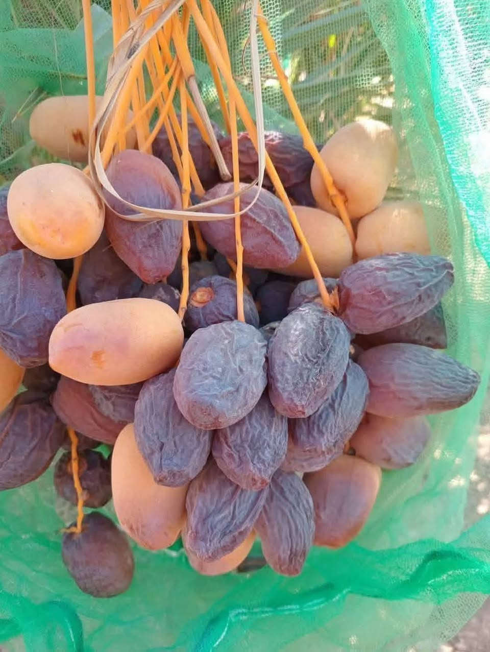 السلام عليكم يوجد لدينا بريم ومكتوم وبلكه وبرحي بل طينه ويوجد لدينا توصيل لكافة محافظاتالعراق***********
