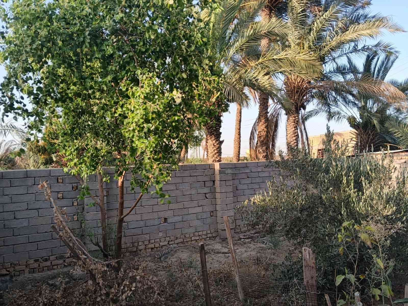 بيت • ٦٠٠م • ٢٠ نخلة