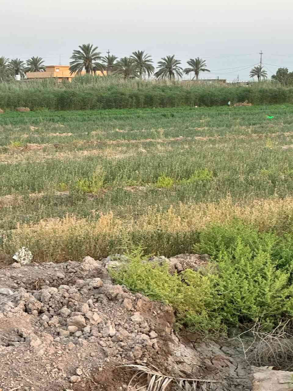 دوانم زراعي طابو سند ٢٥ على عقار البياع موقعهن بغداد الكرخ خلف تقاطع الدرويش وخلف تراث المعالف منطقة الدوانم قرية بني حجيم مجاور مقاطعة ١٠/٣   المساحات الموجودة. ١٠ دونم و٥ دونم ودونم و٢٠٠٠ م و١٠٠٠ م و٥٠٠ م حسب الطالب  للاستفسار 
***********
***********
