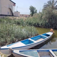 جينكو • بصرة • كرمة 13