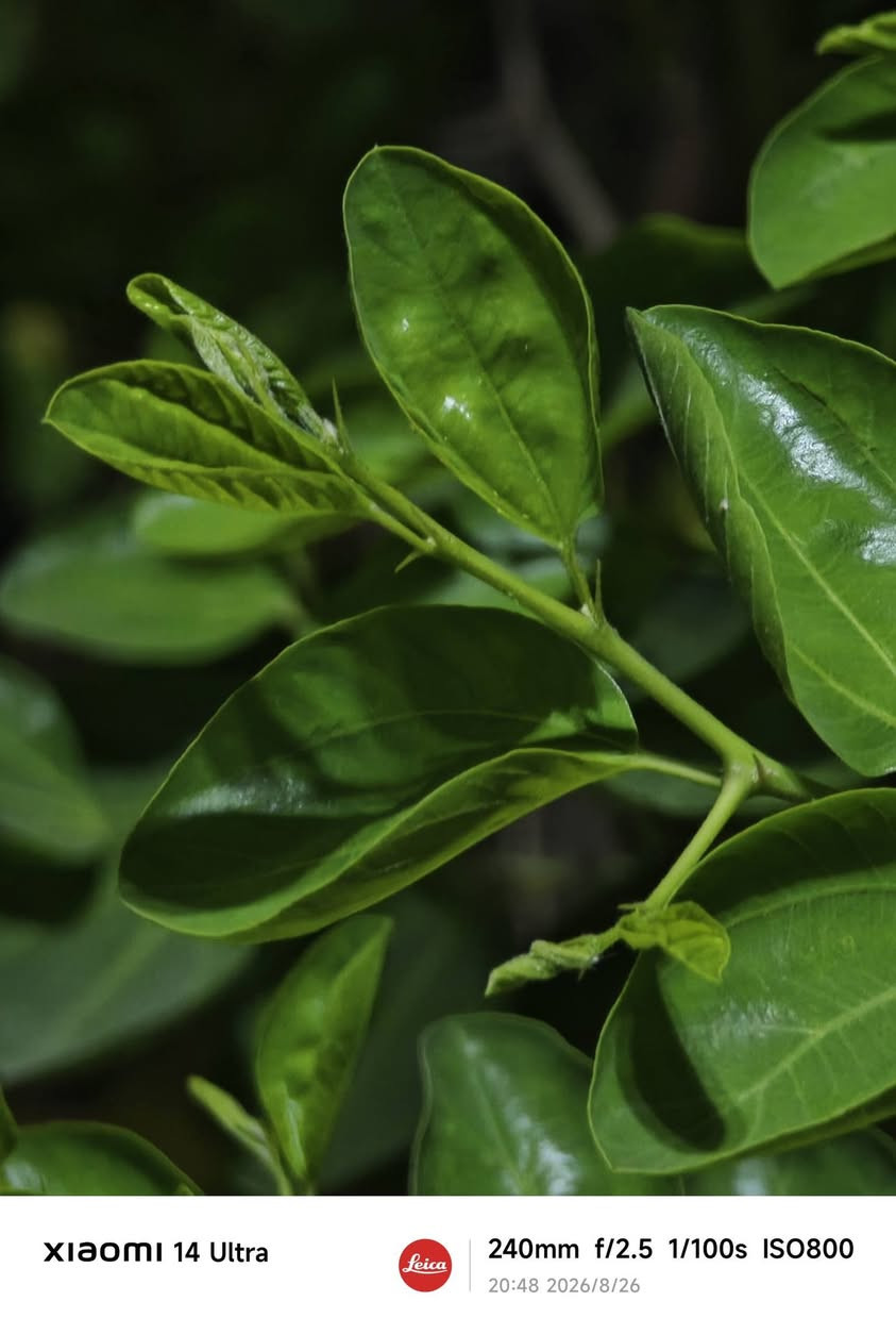 شاومي14الترا مكفول فقط فطر خفيف بل كلاس وليس الشاشه بل كلاس فقط
ذاكره512 عشوائيه 16 معالج وحش  بل العاب 
 نسخه عالميه محلقات كامله شاحنه90wat جهاز نضيف  كلش من ناحيه الشاصي اريده مرواسه بايفون  أو بيع 775 قابل للتفاوض
 مكاني نجف  
للتواصل وتساب ***********
