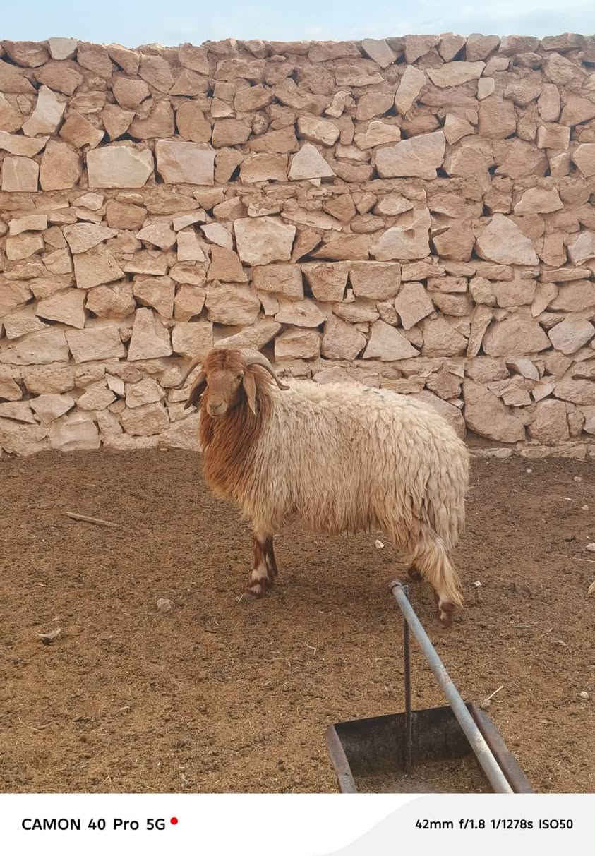 طلي خشنه • فحل • بروانه سنجك