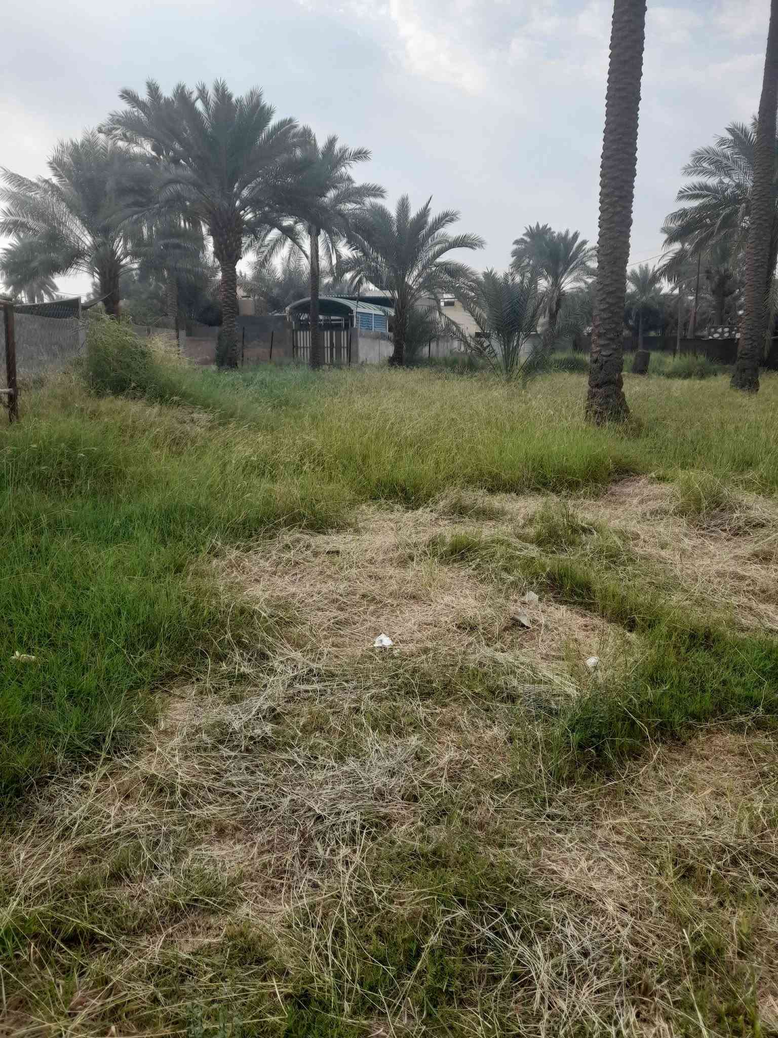 بستان • ٢٩٠٠م • طابو زراعي