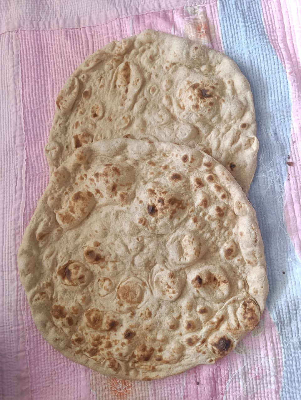 حنطة جيهان • درجة أولى • نضافة ١٠٠٪