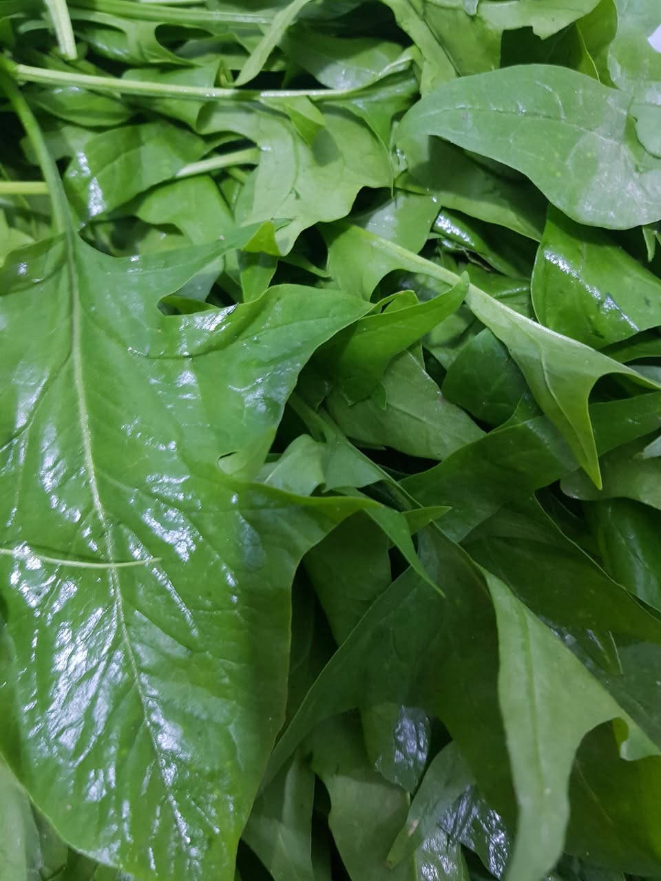 سبيناغ • والته • باجر الصبح