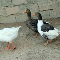 وز عراقي • نثايتين • فحل