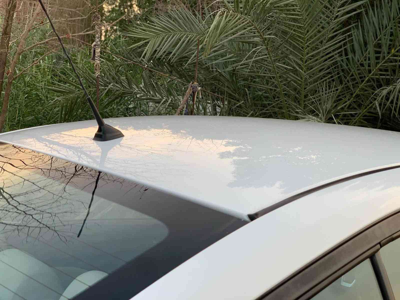 صني مكسيكي • موديل ٢١ • مكفولة