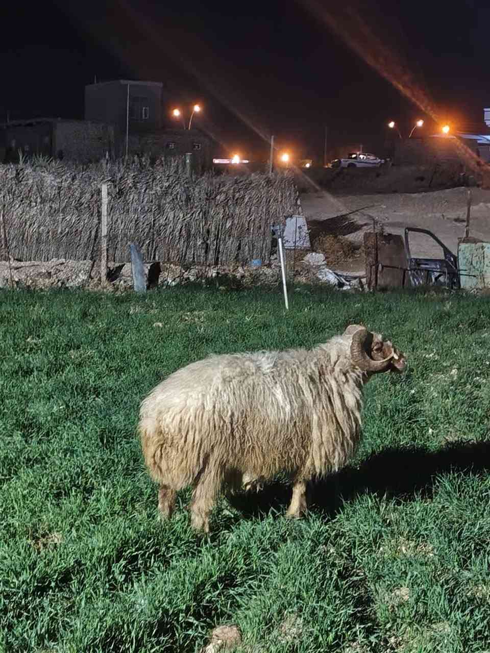 جبش • فحوليه • نصاح