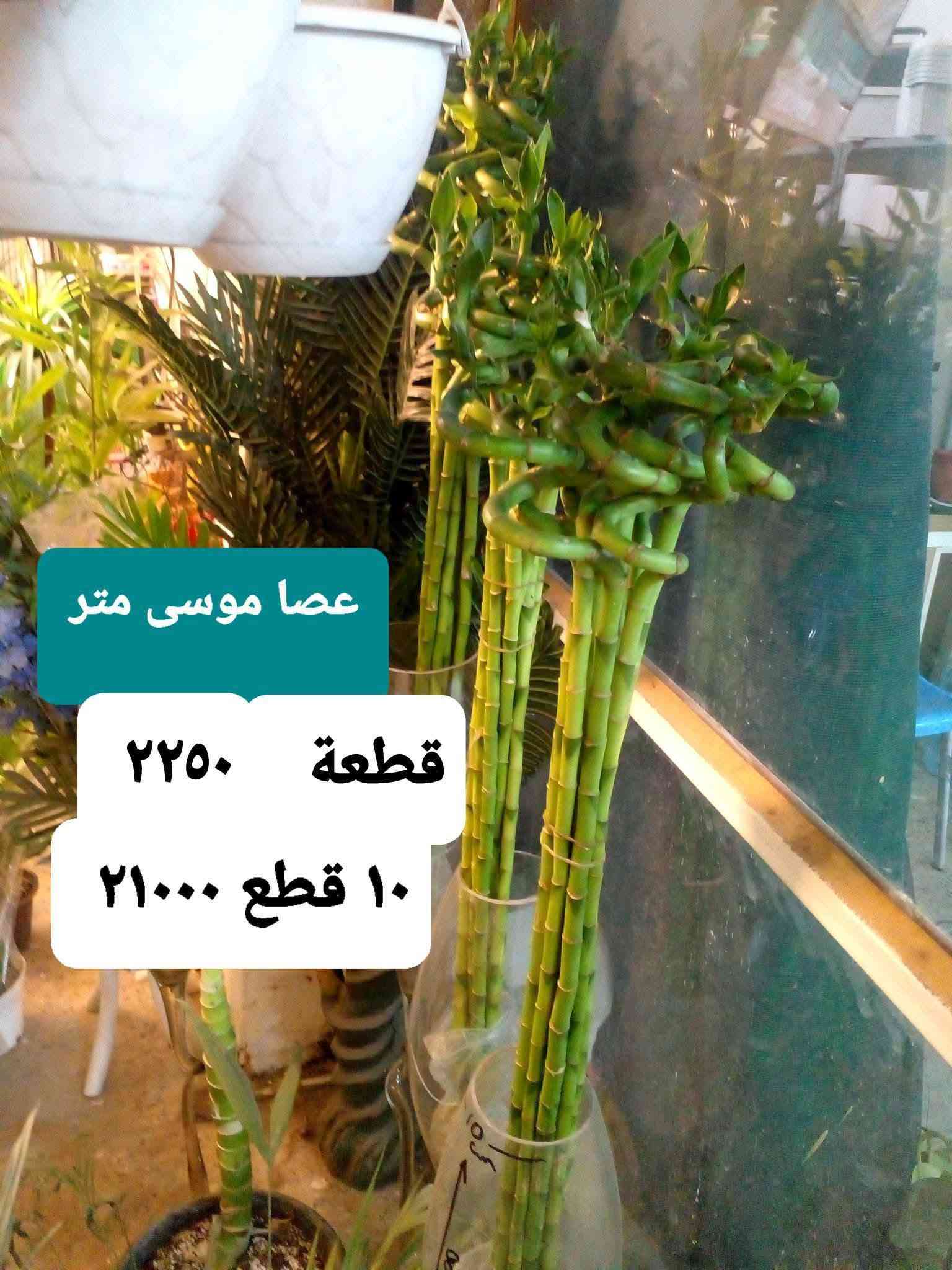 بونساي عين البزون • لبلاب تعليك • عصا موسى