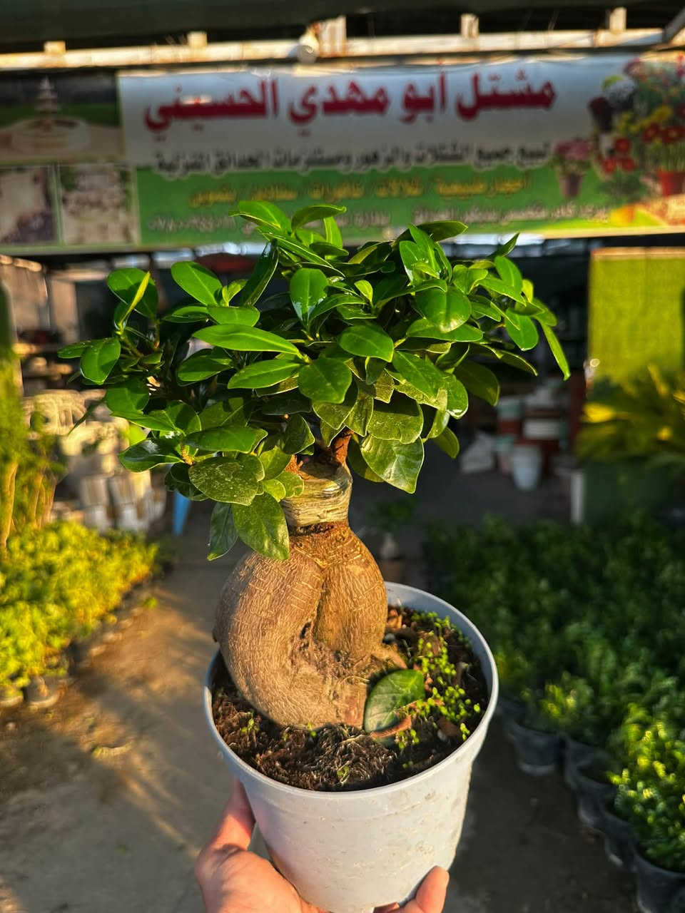 🤍اللهم صل على محمد وال محمد🤍 
🌸مشتل ابو مهدي الحسيني 🌸
العنوان /صلاح الدين قضاء/ بلد شارع الفرات 
قرب نافورة الحي الصناعي 
📞***********📞
