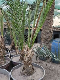 بريم مجذر • مكاوي