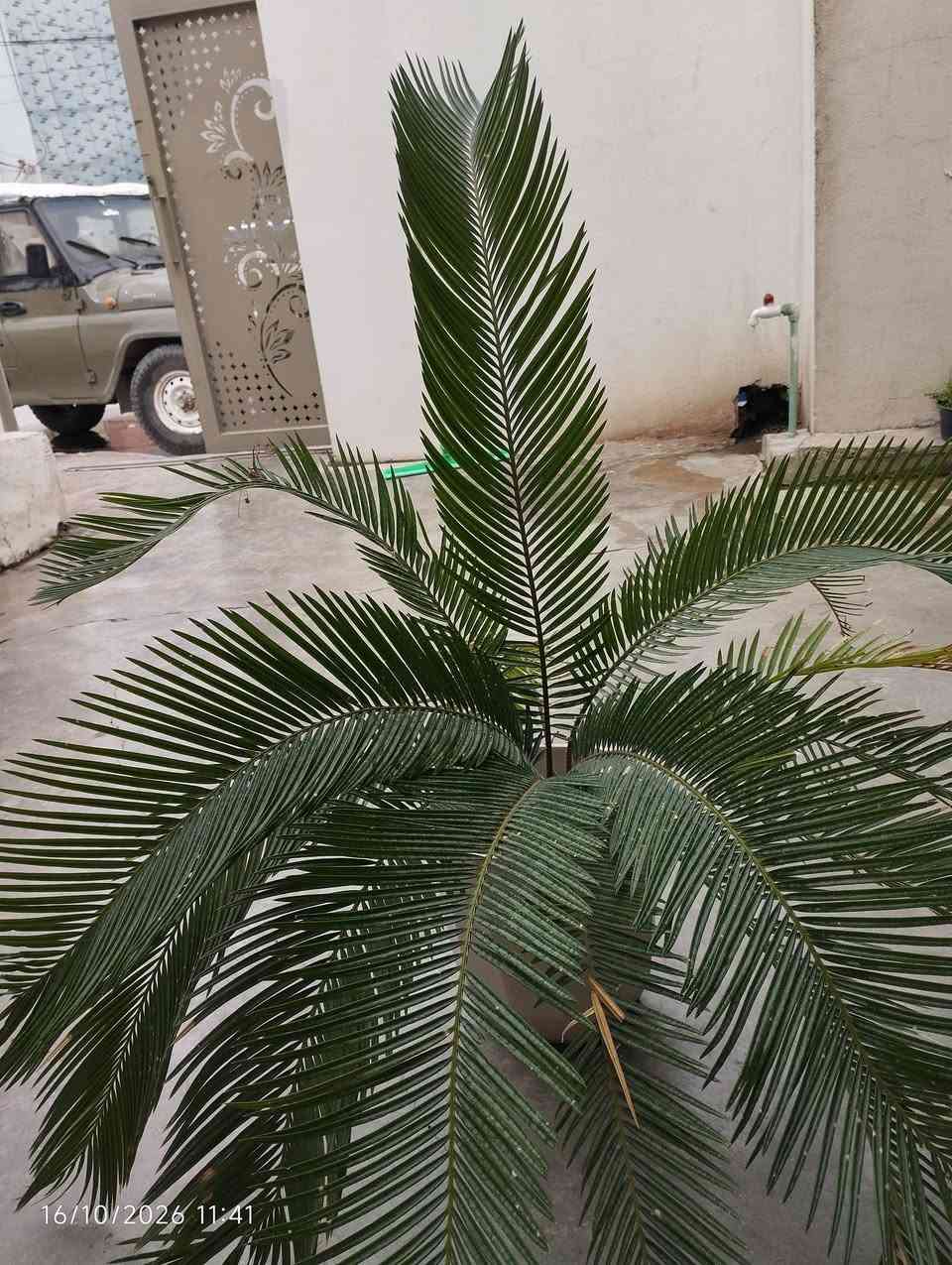 کەلار • للبيع • ديكور