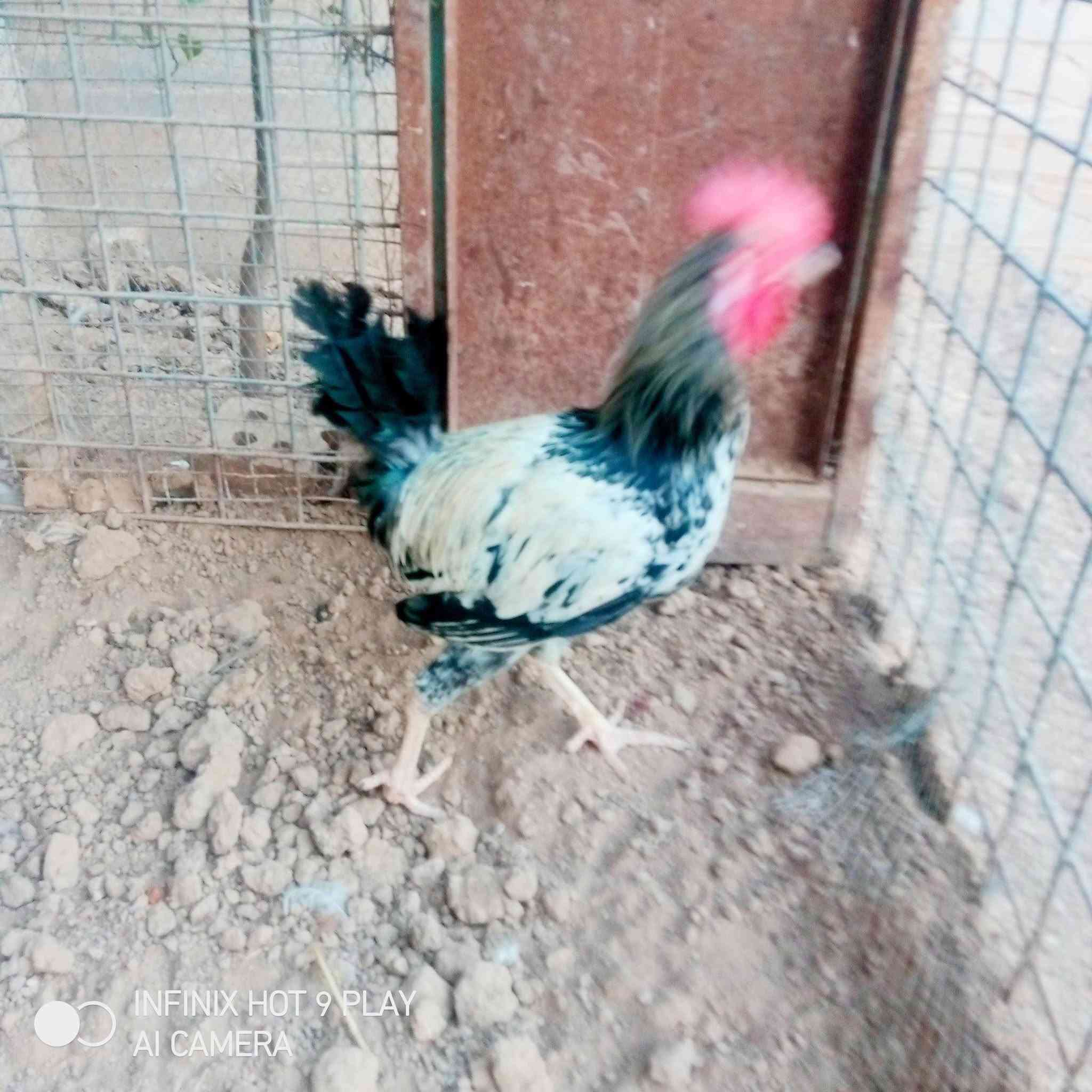 متاح ديوكة عدد ثنين سعرهن 25 لاتصال *********** مكان شيخ حمد
