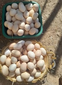 فقاسة بيض • تفقيس كافة الأنواع • قضاء العلم