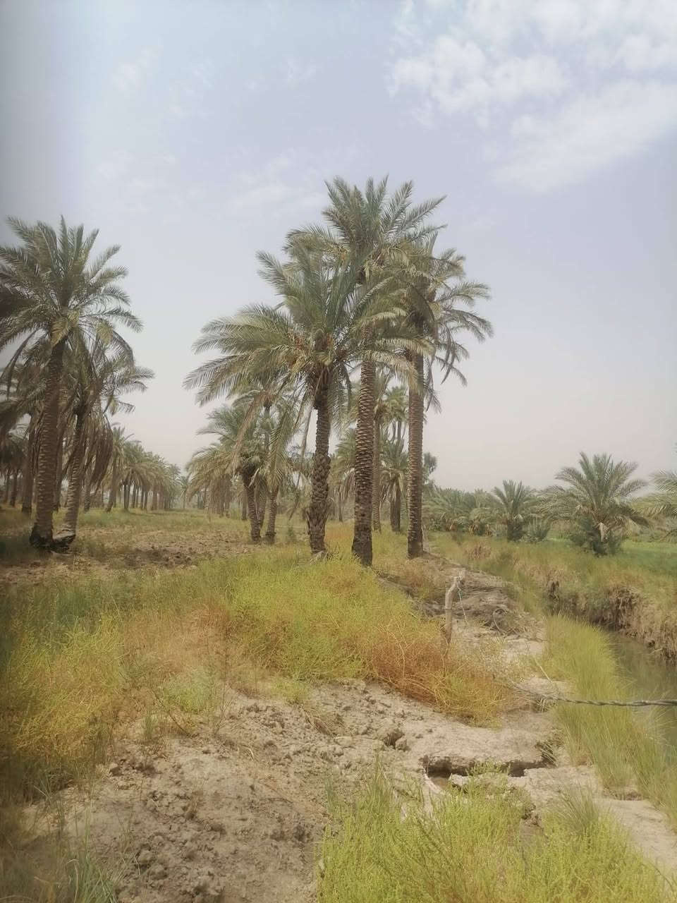 بستان بمساحه 5دونم سند 25 زراعي

كافة الخدمات متوفره ماء وكهرباء شارعها تبليط ومسافه ترابي تبعد عن شارع السياحي كيلو ونص بيها نخل حمال وكرفون 

للاستفسار 
***********
***********

📍 الموقع حله سياحي دولاب
