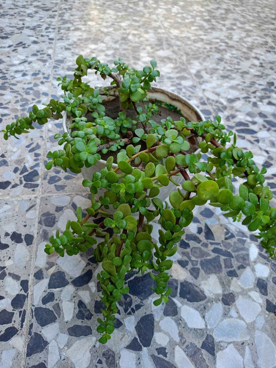 السلام عليكم مسائكم خير وعافية 

🌿🌱 شتلات ونباتات خارجية دائمية وملائمة للظروف الجوية للبيع 

🌵 صبار صغير عدد 4 — القطعة ب2,000 د.
🌵 صبار كبير وكثيف — 5,000 د.
🌵 صبار وسط —  عدد 2 بـ 7,000 د.
🌺 وردة الكنا / فحل الموز — 2,000 د.
🌱 مكحلة أو اليهودي — 2,000 د.
🌿 مطاط — 3,000 د.
🌱 دمعة الطفل — 2 بـ 3,000 د.
🌹 سندان كبير ورد الصباح الأبيض — 3,000 د.
🌹 سندان صغير ورد الصباح الوردي — 1,000 د.

والي ياخذ كل القطع بـ 30,000 د.

📍 العنوان: التاجيات – خلف محطة الطاقة
📞 للاستفسار : ***********

🌹 بالعافية على اللي ياخذهن وإن شاء الله يتهنى بيهن.

