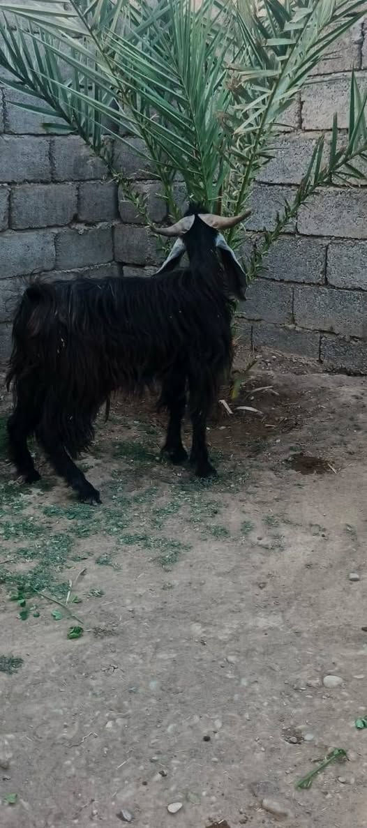 السلام عليكم
متاح جوز جدايه  عارضيات رقم واحد 1⃣ السعر مناسب 480 ثنينهن  الشراي اتصل وتدلل المكان الشرقاط قريت شكراً  ***********
