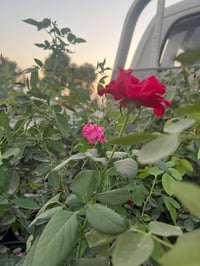 ورد جوري • كمية خير • كنعان الشارع العام