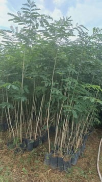 البیزیا • مۆرت • سعر جملة