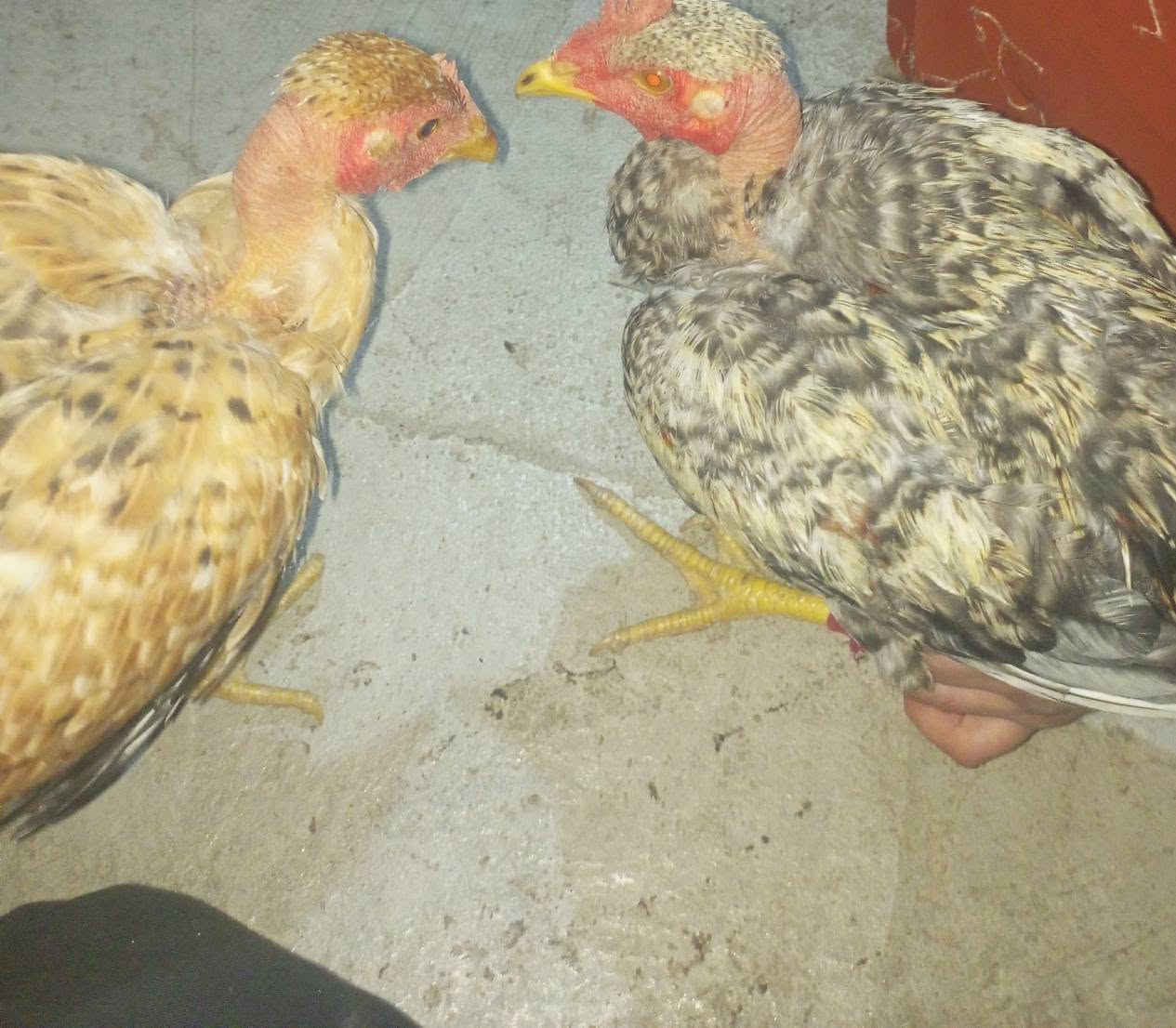 جوز ديج وفروج • أصلي • نظيف جناي