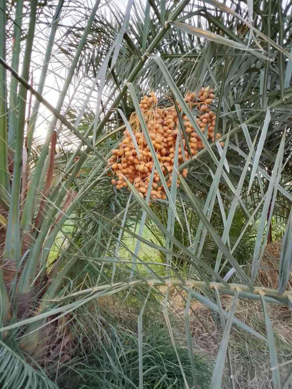 فسائل تبرزل • جذور قوية • بغداد