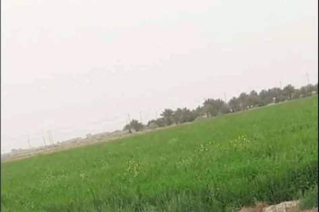 طابو زراعي • نهر الفرات • ٣٠-١٠٠٠ دونم