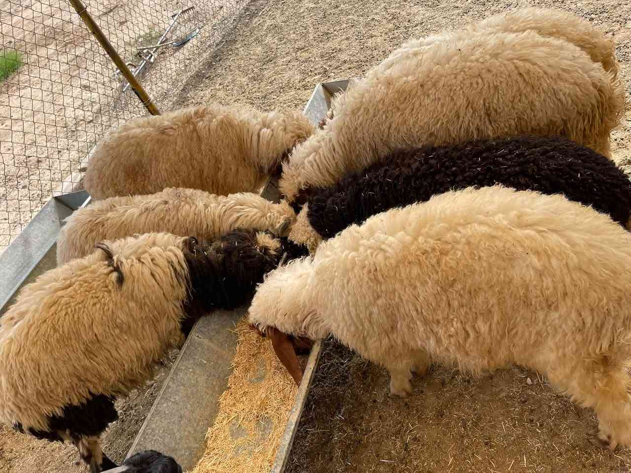 ٥ طليان ٢ فطايم • قرية جريجب • بدون توصيل