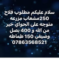مطلوب فلاح • مزرعه ٢٥٠ مشعاب • بصل ٤٠٠