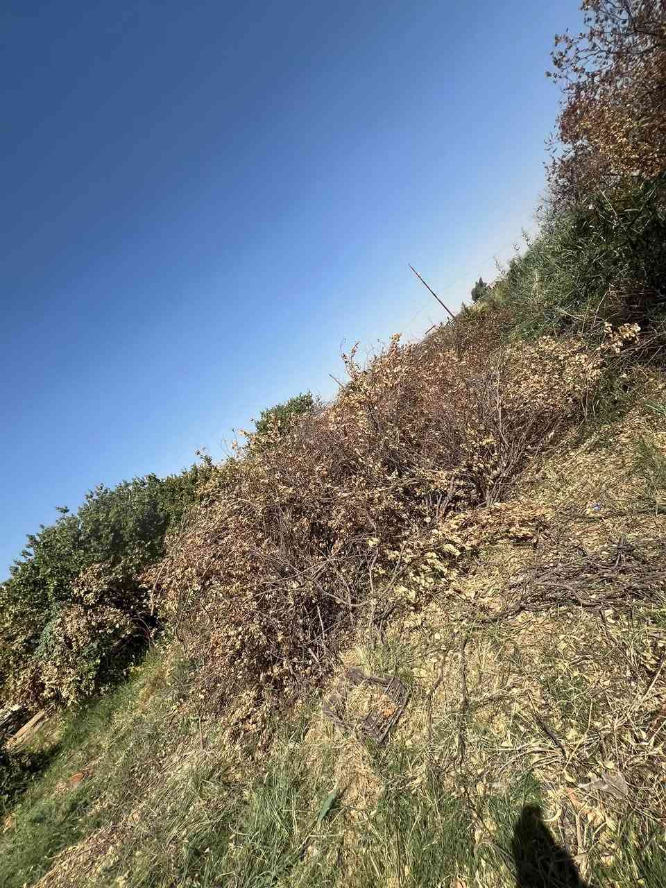 الي يريد يجي ياخذ حطب راهم مال مشمش يابس
للتواصل ***********
