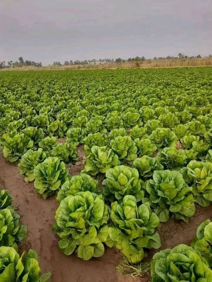 خس سويدي • درجة اولى • ٧م٢