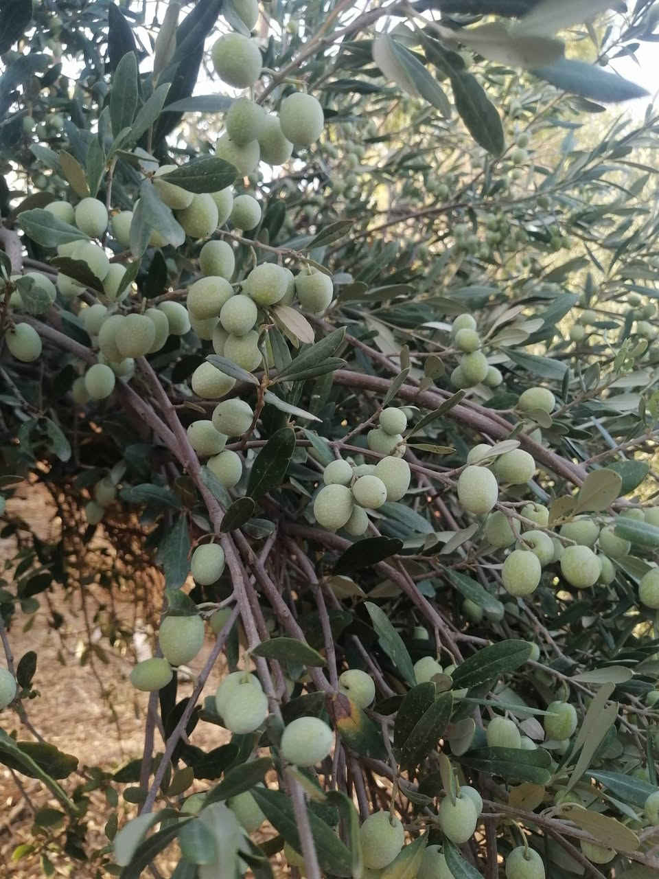 بستان زيتون • خستاوي • مدعبل