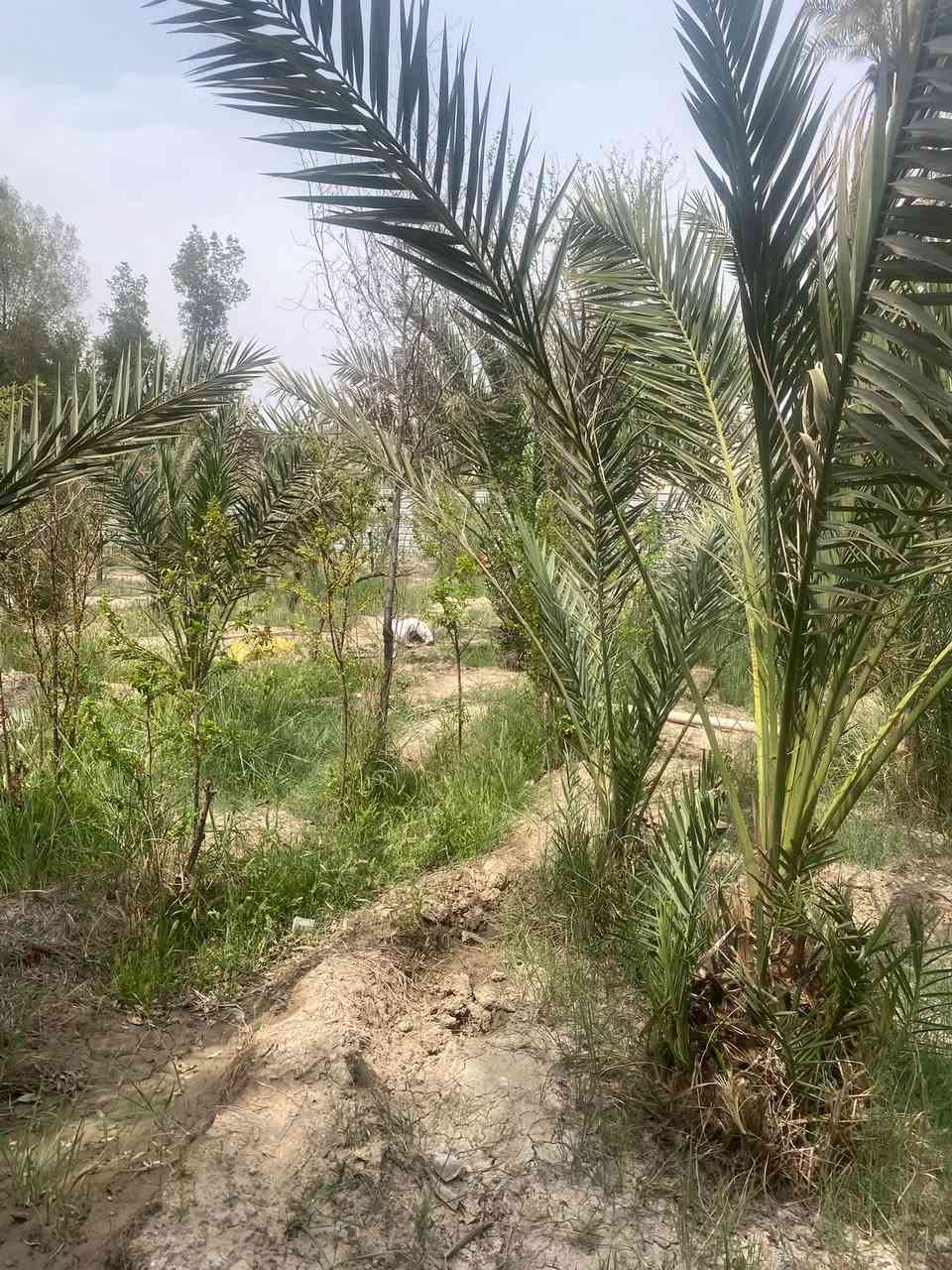 ١ دونم • شط العرب • ٨٠ نخلة