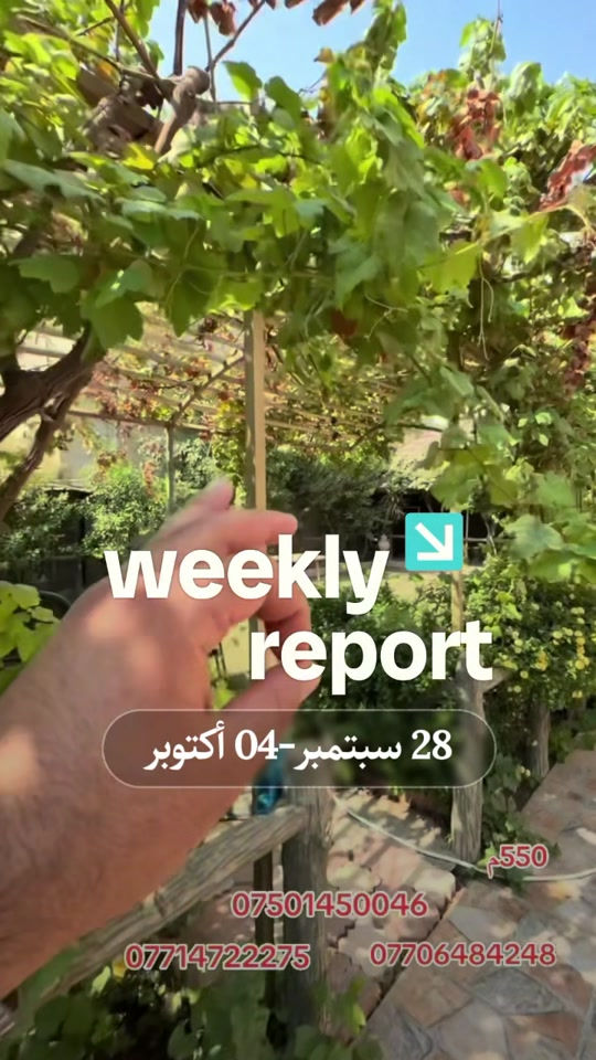 تقرير أسبوعي • ٢٨ سبتمبر–٠٤ أكتوبر • نص في الصور
