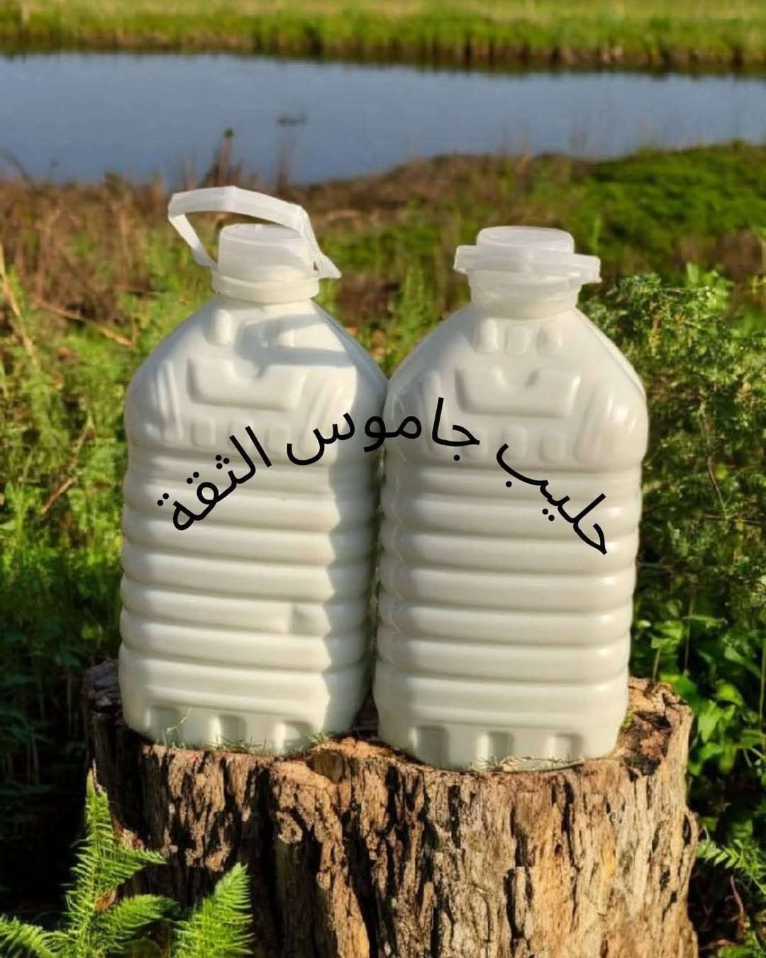 حليب جاموس • دبة ٥ل • شارع الدجين