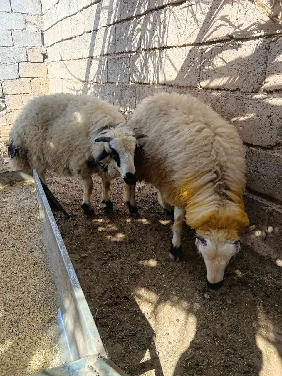 حلوات • مفولات • واتساب