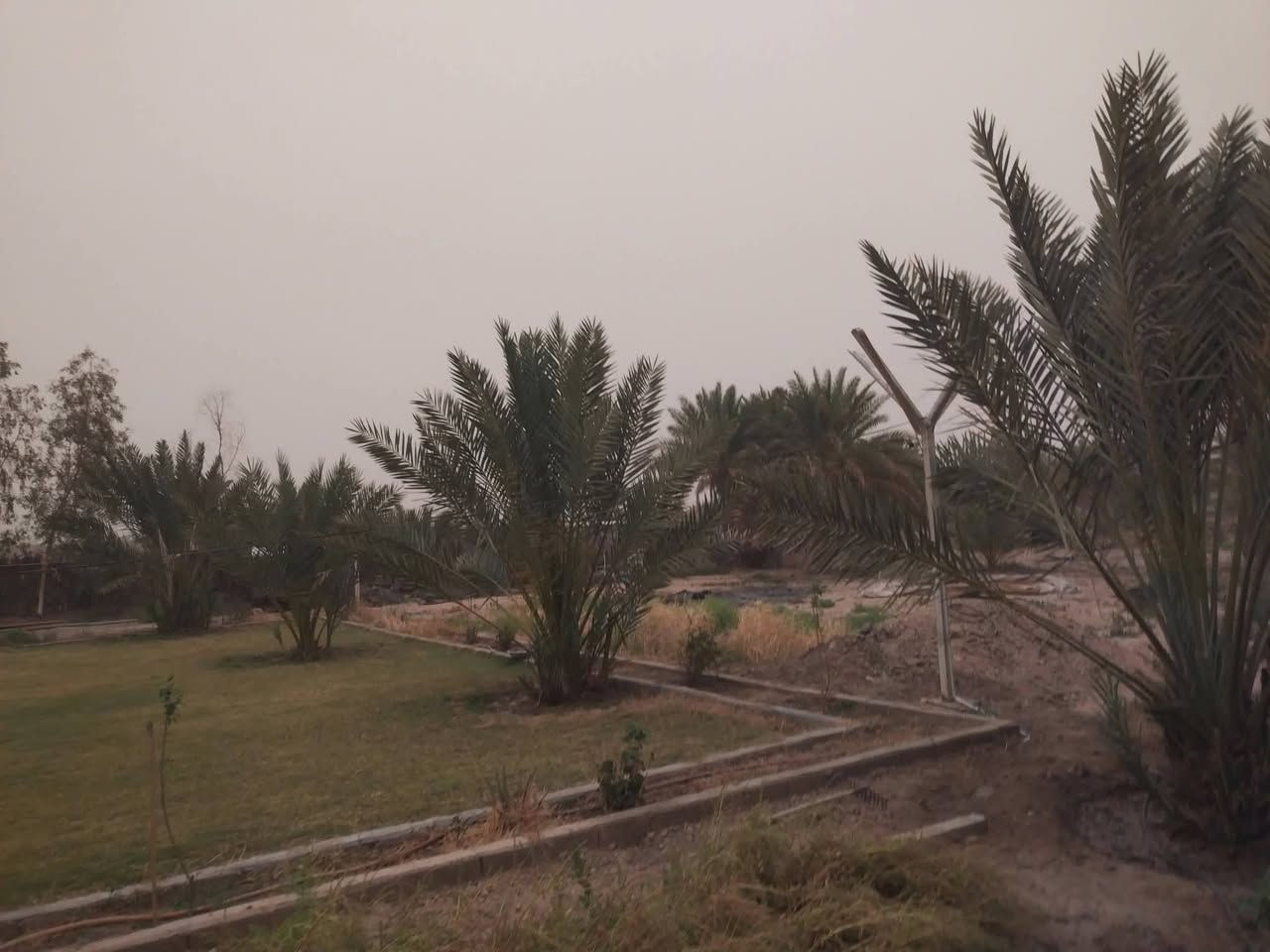دونمين ونص • طابو زراعي سند ٢٥ • خلف جامعة بابل