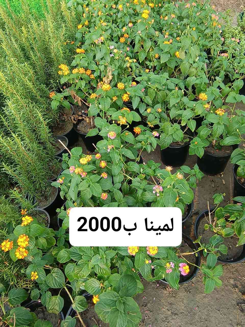 السلام عليكم    
صور  جزء من النباتات المتوفره في مشتلنا
الاسم والسعر داخل الصور
العنوان  الديوانية  قضاء الدغارة  الحي العسكري
الاتصال ***********  // ***********

نص مكتوب في الصور:
- عين البزون ب 1000
- 1000 ب جعفري
- لمينا ب 2000
- دورنتا ليموني ب2500
- كاريزيا عطريا ب2000